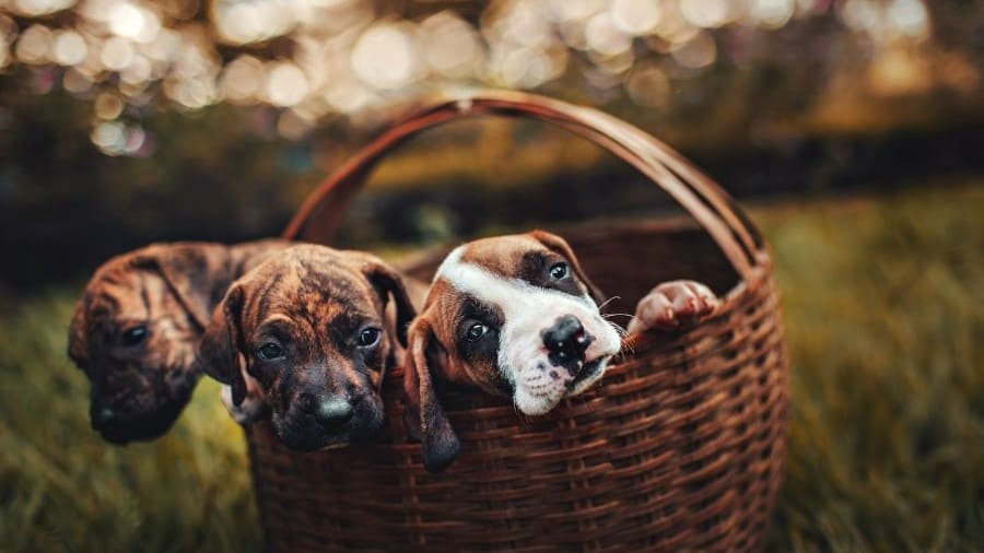 Three puppies in a basket